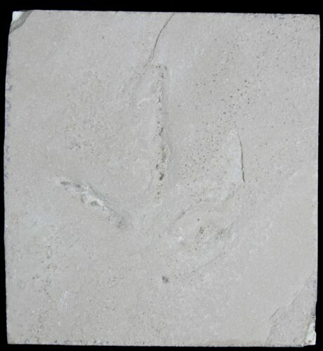 Eocene Age Fossil Bird Track - Green River Formation, Utah #28755